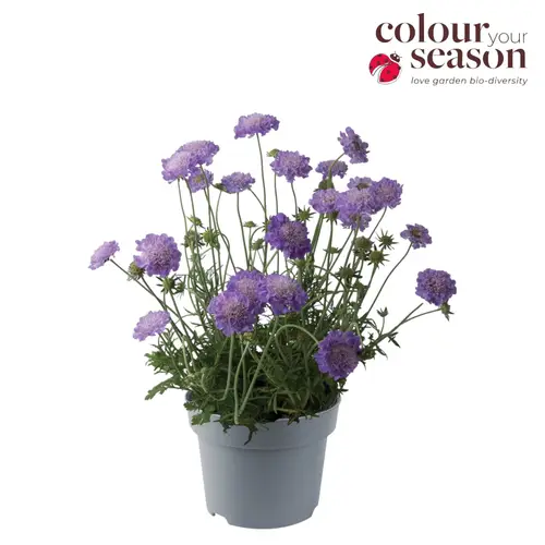 Scabiosa lila Blue Butterfly T19 H040