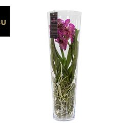 Vanda fuchsia Lisanne Glas T24 H70