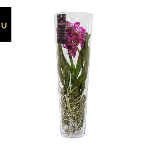 Vanda fuchsia Lisanne Glas T24 H70