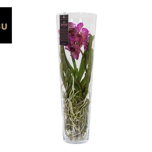 Vanda fuchsia Lisanne Glas T24 H70