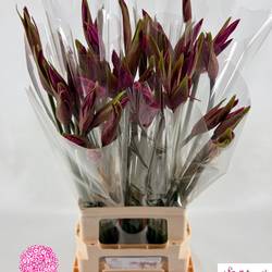 Amarine dunkel rosa Anastasia 70cm