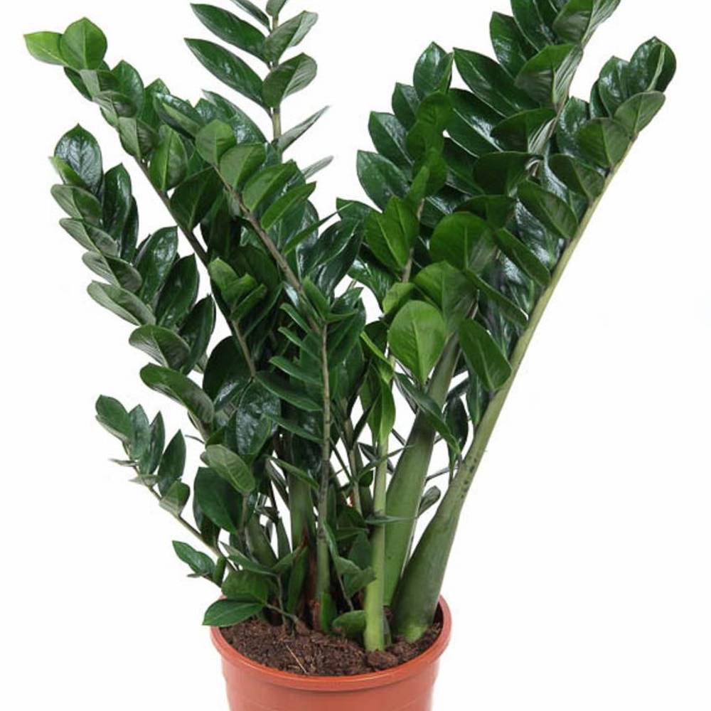 Zamioculcas Zami 10+ T24 H90