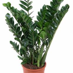 Zamioculcas Zami 10+ T24 H90