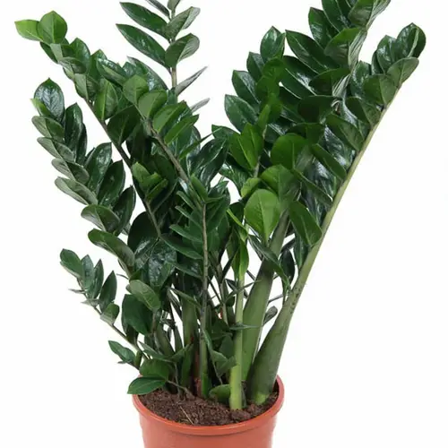 Zamioculcas Zami 10+ T24 H90