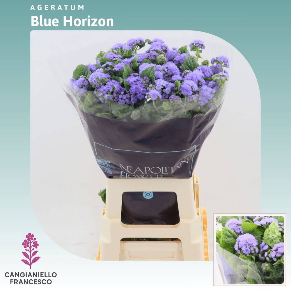 Ageratum lila  Blue Horizon 70cm