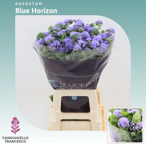 Ageratum lila  Blue Horizon 70cm