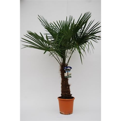 Trachycarpus Fortunei T30 H170