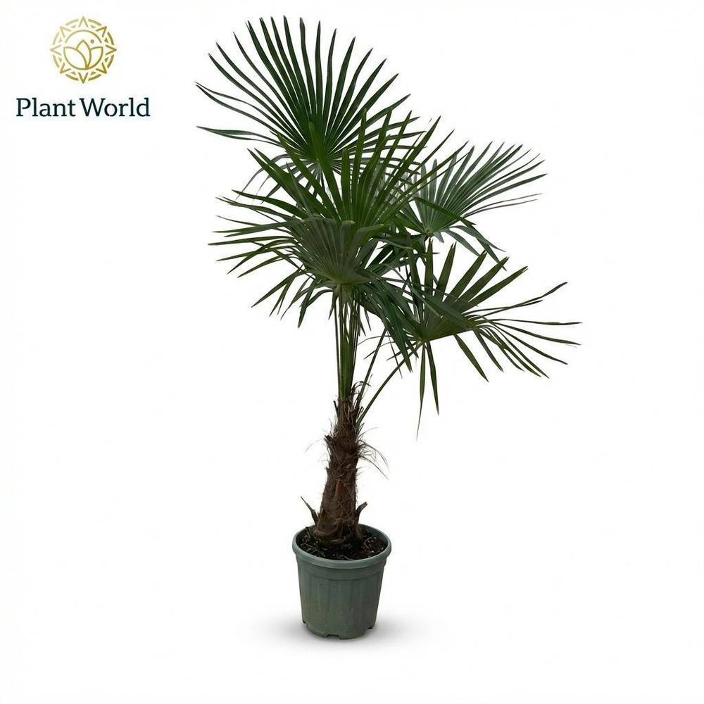 Trachycarpus Fortunei T30 H170