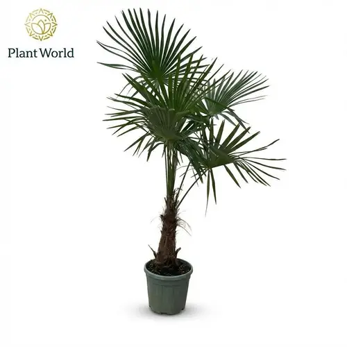Trachycarpus Fortunei T30 H170