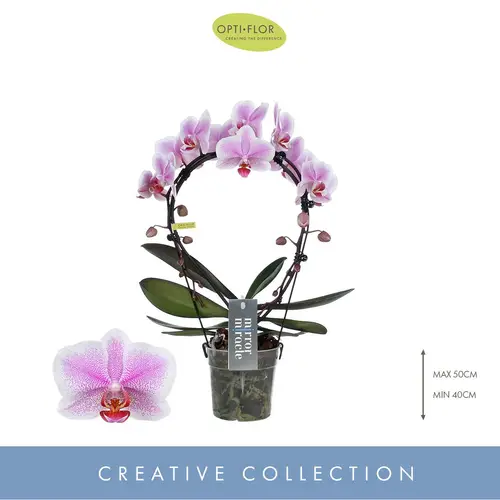 Phal.2-R rosa Mirror Miracle T12 H050