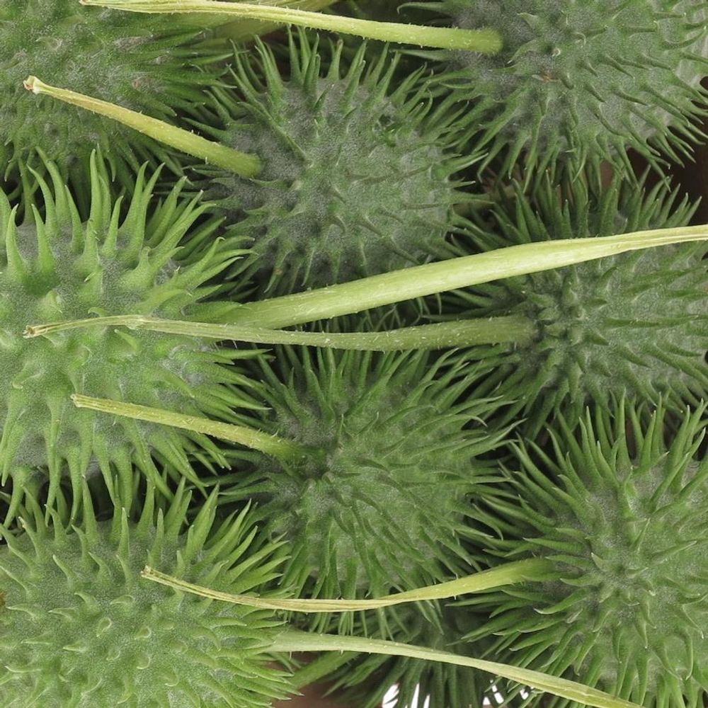 Cucumis Egel