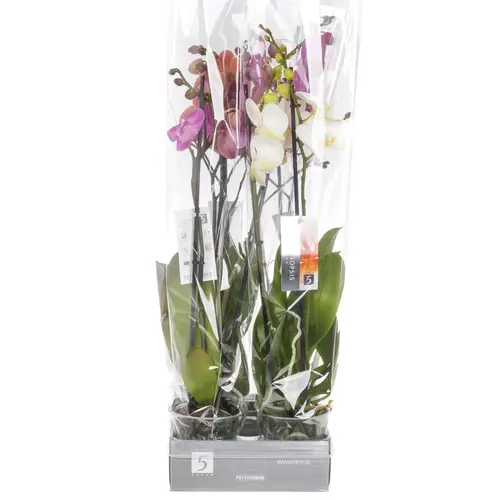 Phal.2-R mix 7 Farbe 18+ T12 H60