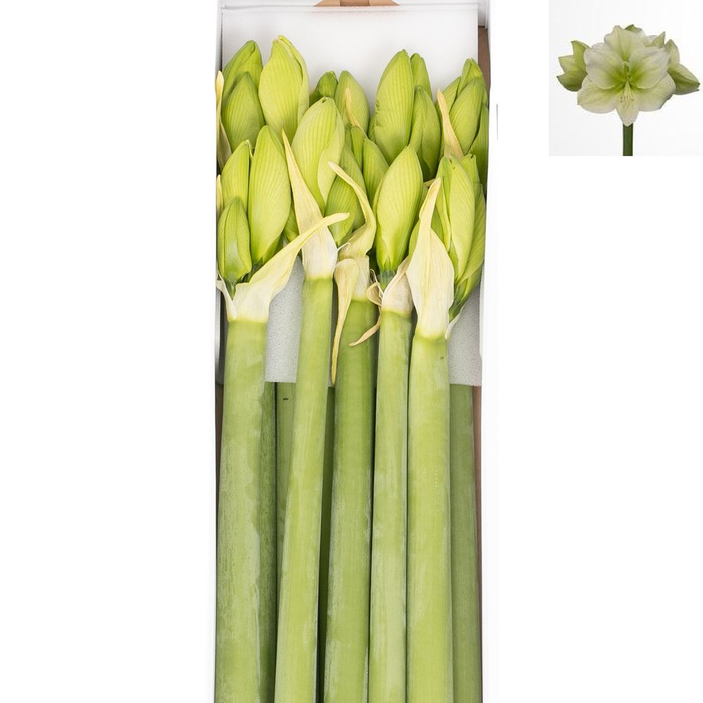 Amaryllis Krt.weiss/grün Challenger X10