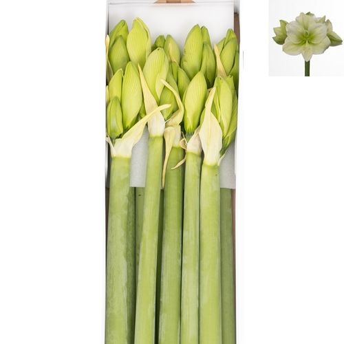Amaryllis Krt.weiss/grün Challenger X10
