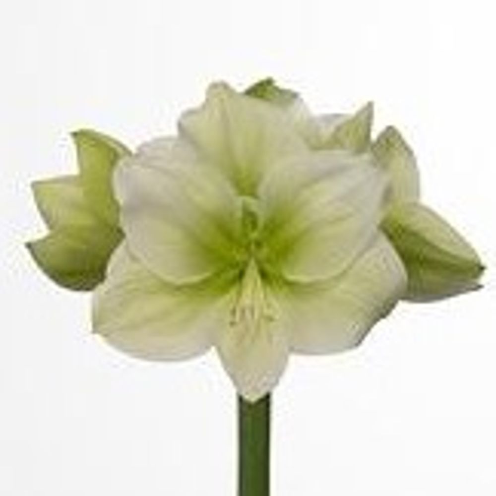 Amaryllis Krt.weiss/grün Challenger X10