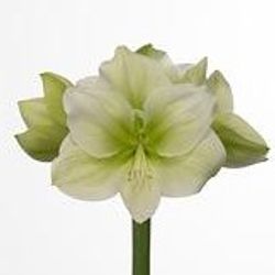 Amaryllis Krt.weiss/grün Challenger X10