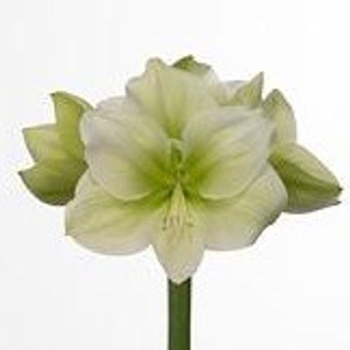 Amaryllis Krt.weiss/grün Challenger X10