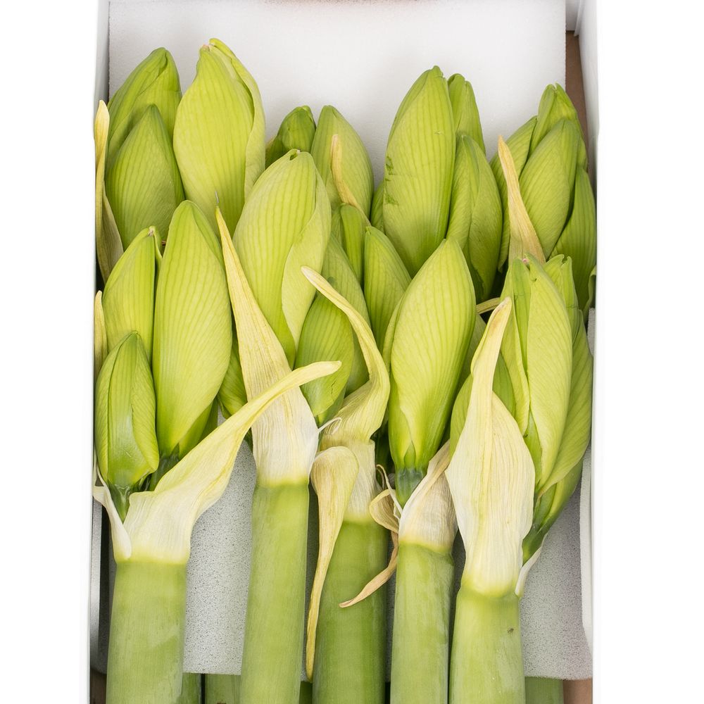 Amaryllis Krt.weiss/grün Challenger X10