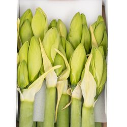 Amaryllis Krt.weiss/grün Challenger X10