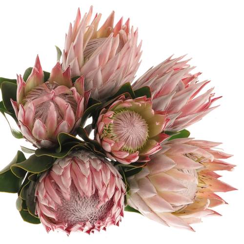 Protea rosa King 80cm