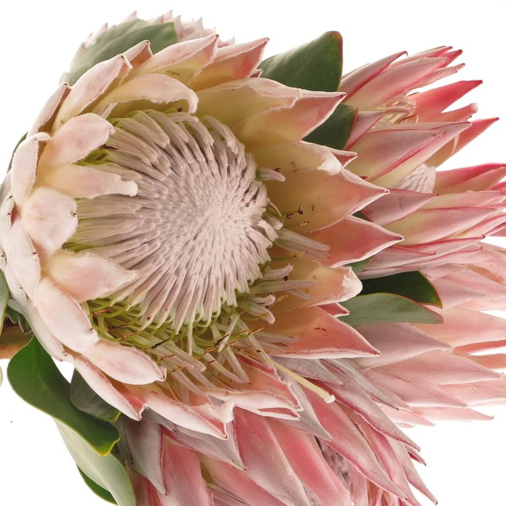 Protea rosa King 80cm