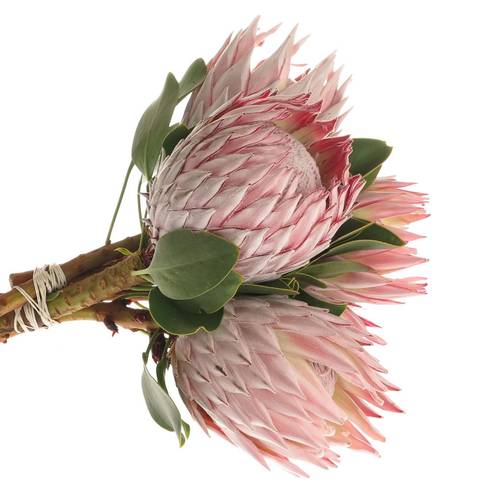 Protea rosa King 80cm