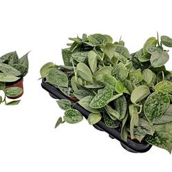 Scindapsus Silvery Ann T08,5