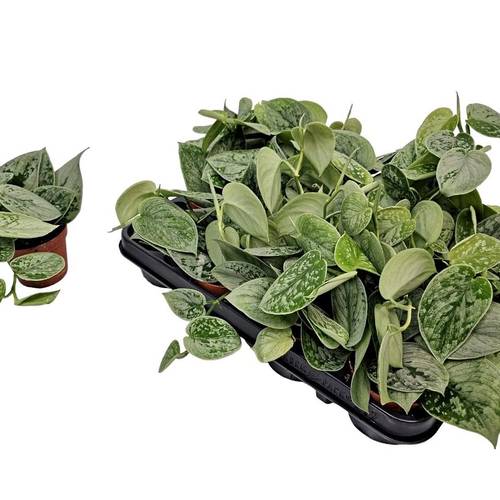Scindapsus Silvery Ann T08,5