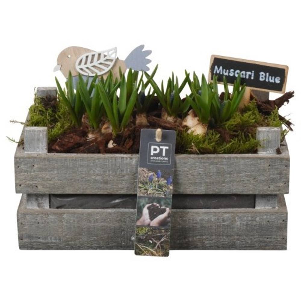 Muscari.Arr PTMB6270 T24 H018