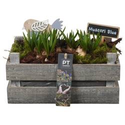 Muscari.Arr PTMB6270 T24 H018