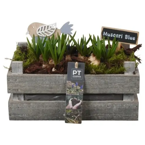 Muscari.Arr PTMB6270 T24 H018