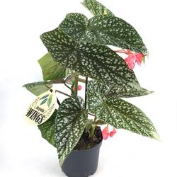 Begonia Maculata Silver Spot T12 H030