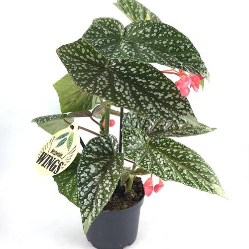 Begonia Maculata Silver Spot T12 H030