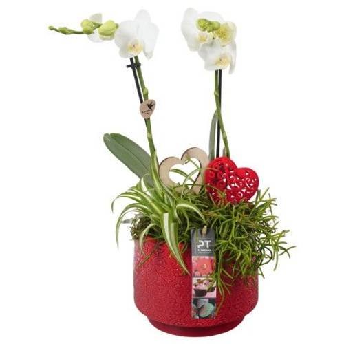 Mutter.Arr PTVMB4710 T17 H041