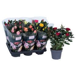 Rosa mix Patio T13 H44