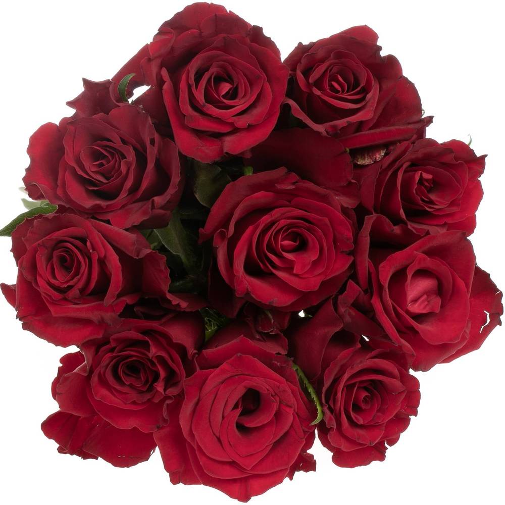 Rose dunkel rot Ever Red 35cm