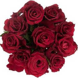 Rose dunkel rot Ever Red 35cm