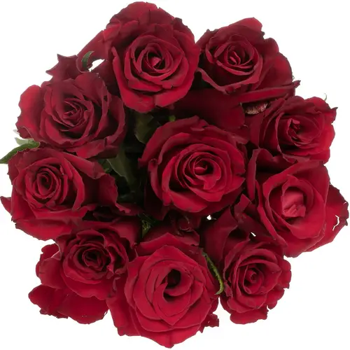 Rose dunkel rot Ever Red 35cm