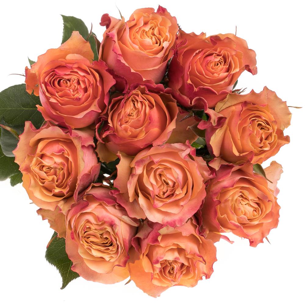 Rose orange Carpe Diem (Ec) 50cm X10