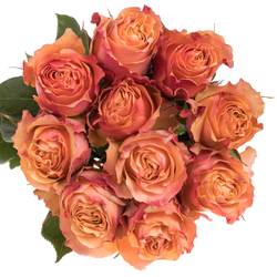 Rose orange Carpe Diem (Ec) 50cm X10