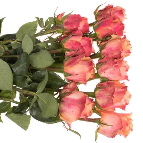 Rose orange Carpe Diem (Ec) 50cm X10