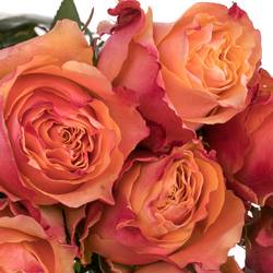 Rose orange Carpe Diem (Ec) 50cm X10