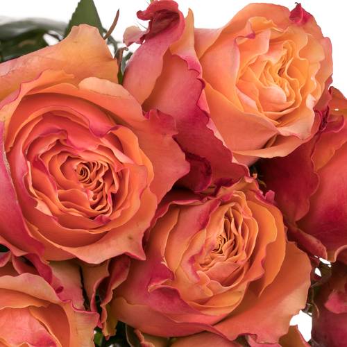 Rose orange Carpe Diem (Ec) 50cm X10