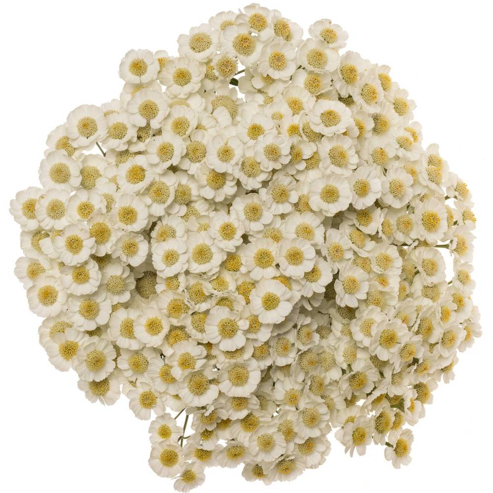 Achillea weiss Dutch Delight 60cm