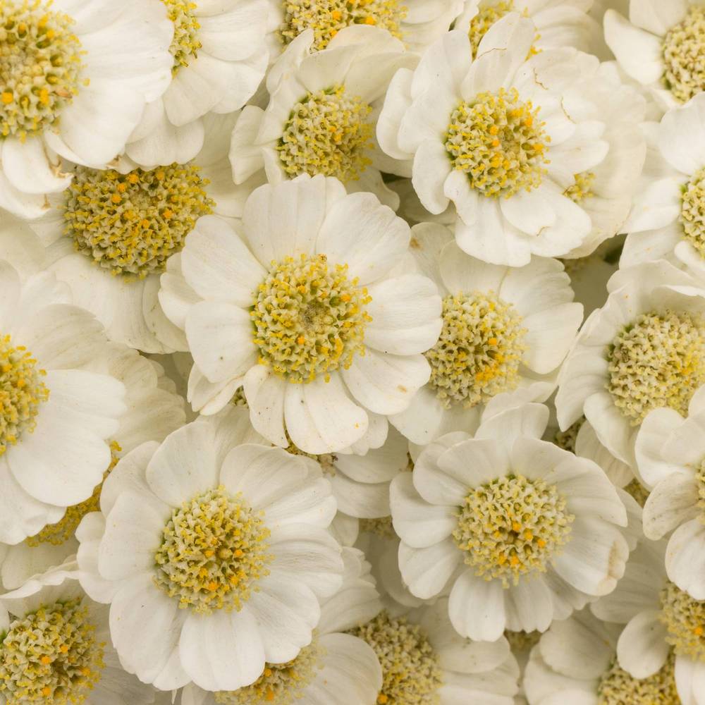 Achillea weiss Dutch Delight 60cm