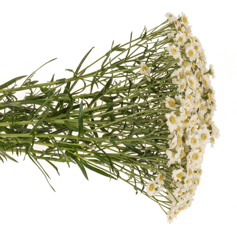 Achillea weiss Dutch Delight 60cm