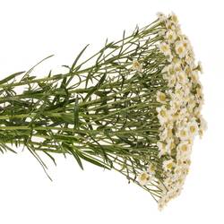 Achillea weiss Dutch Delight 60cm