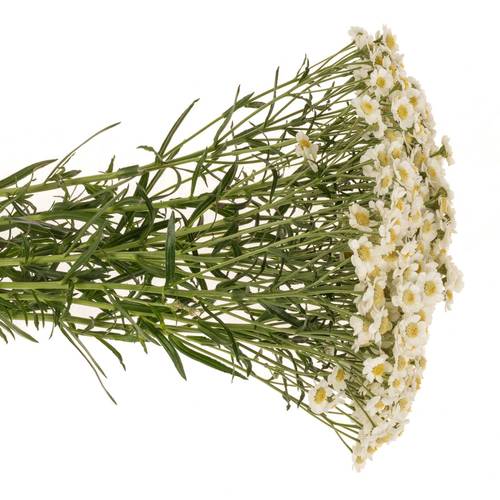 Achillea weiss Dutch Delight 60cm