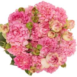 Rose verzweigt rosa/hell rosa Sweety 4+Blüte 70cm