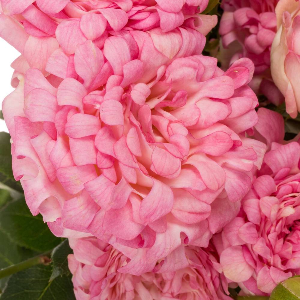 Rose verzweigt rosa/hell rosa Sweety 4+Blüte 70cm